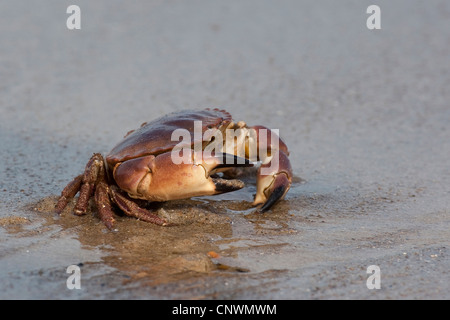 European edible crab (Cancer pagurus), sitting in the sand at the Nort Sea coast, Germany Stock Photo