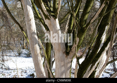 red deer (Cervus elaphus), trees and bushes in a winter landscape with bark eaten away by animals Stock Photo