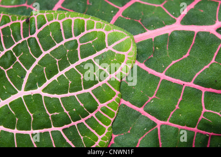 mosaic plant, silver net plant, silver nerve plant (Fittonia verschaffeltii, Fittonia albivenis, Fittonia albivenis Verschaffeltii, Fittonia albivenis 'Verschaffeltii'), macro shot of flowers Stock Photo