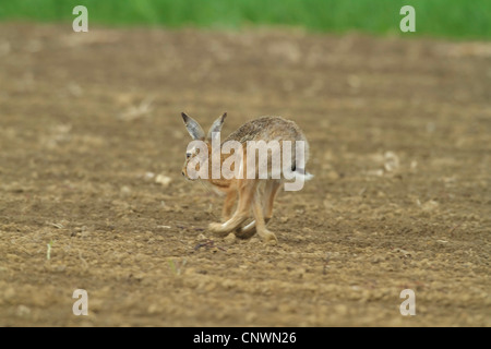 European hare (Lepus europaeus), running across a field, Germany Stock Photo