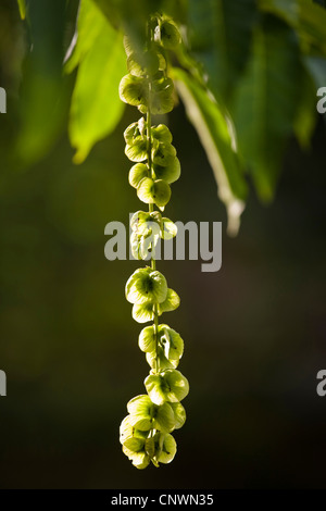 Caucasian Wingnut (Pterocarya fraxinifolia), hanging infructescence Stock Photo