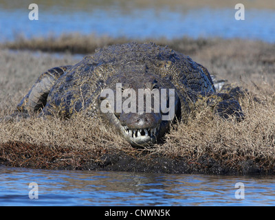 Nile crocodile (Crocodylus niloticus), lying at a lake, Botswana, Chobe National Park Stock Photo