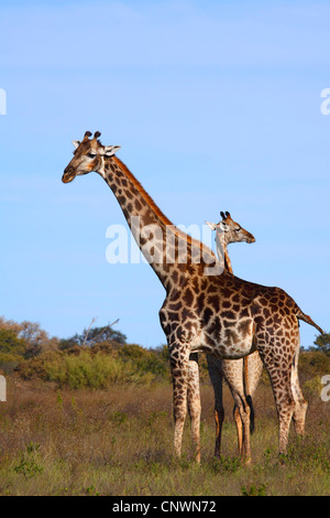 giraffe (Giraffa camelopardalis), mother with calf at the savanna, Botswana, Chobe National Park, Savuti Stock Photo
