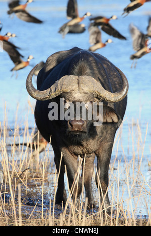 African buffalo (Syncerus caffer), standing at a lakeside, Botswana, Chobe National Park Stock Photo
