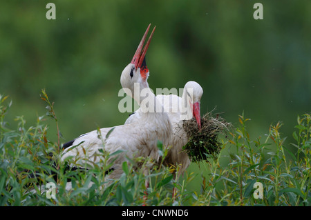 white stork (Ciconia ciconia), pair bill-clattering and collecting nesting material as a mating behaviour, Germany Stock Photo