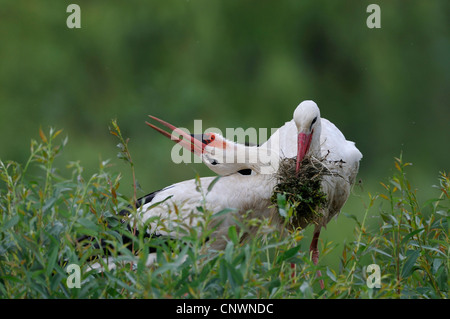 white stork (Ciconia ciconia), pair bill-clattering and collecting nesting material as a mating behaviour, Germany Stock Photo