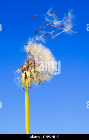 common dandelion (Taraxacum officinale), fruiting head in wind, Switzerland Stock Photo