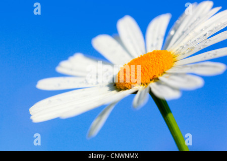 oxeye daisy (Chrysanthemum leucanthemum, Leucanthemum vulgare), macro shot of blooming against blue sky, Switzerland Stock Photo
