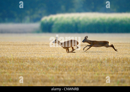 roe deer (Capreolus capreolus), male willing to mate chasing female over a stubble field, Germany, North Rhine-Westphalia, Muensterland Stock Photo