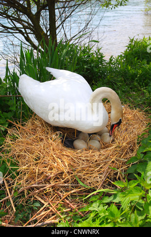 mute swan (Cygnus olor), turning eggs in the nest made of straw at a riverside, Switzerland Stock Photo
