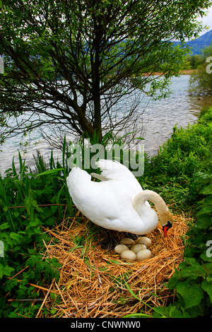 mute swan (Cygnus olor), turning eggs in the nest made of straw at a riverside, Switzerland Stock Photo