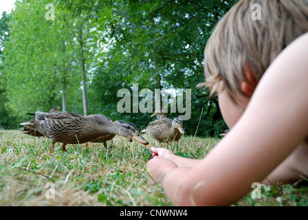 mallard (Anas platyrhynchos), boy feeding mallards, France, Franche-Comte Stock Photo