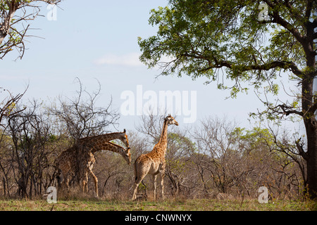 Two giraffes smelling another giraffes bottom who appears to be in heat, at Kruger national Park, South Africa Stock Photo
