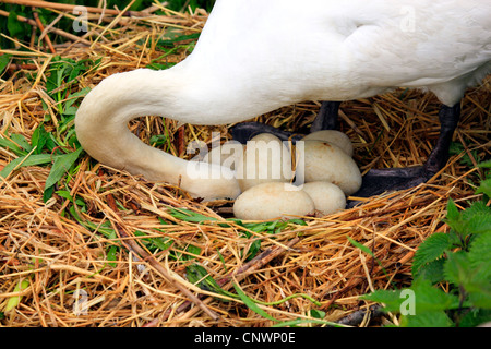 mute swan (Cygnus olor), turning eggs in the nest made of straw while breeding, Switzerland Stock Photo