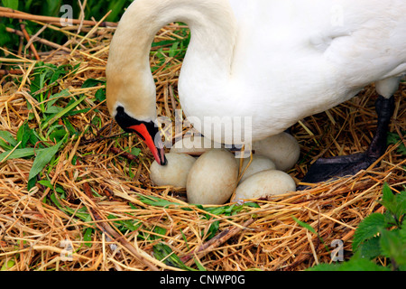 mute swan (Cygnus olor), turning eggs in the nest made of straw while breeding, Switzerland Stock Photo