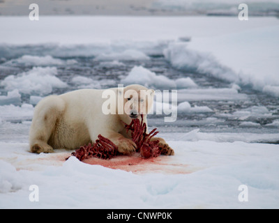 polar bear (Ursus maritimus), lying in front of the remains of an eaten seal, Norway, Svalbard Stock Photo