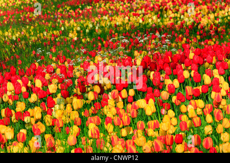common garden tulip (Tulipa gesneriana), tulip bed, Germany, Baden-Wuerttemberg, island Mainau Stock Photo