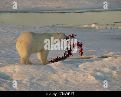 polar bear (Ursus maritimus), with the skeleton of a seal in the mouth, Norway, Svalbard Stock Photo