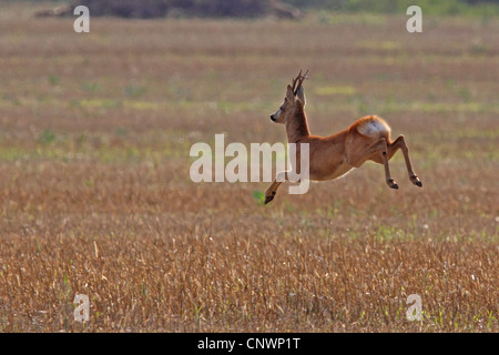 roe deer (Capreolus capreolus), roe buck jumping on a , Germany Stock Photo