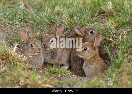 European rabbit (Oryctolagus cuniculus), young rabbits at den, Austria, Burgenland Stock Photo