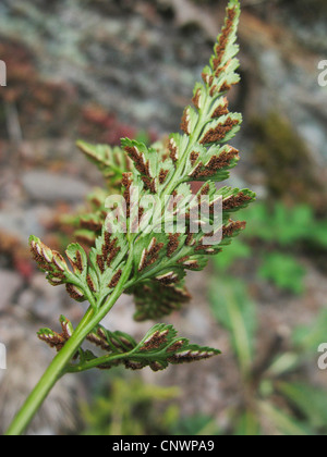 black spleenwort (Asplenium adiantum nigrum), underside of leaf with sporangia, Germany, Rhineland-Palatinate Stock Photo