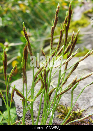 northern spleenwort, forked spleenwort (Asplenium septentrionale), on leaves, undersides of leaves, Germany, Rhineland-Palatinate Stock Photo