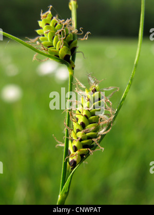 common sedge (Carex nigra), female inflorescences, Germany, North Rhine-Westphalia Stock Photo