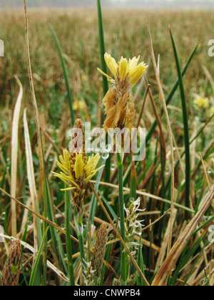 carnation sedge  (Carex panicea male inflorescences, Germany, North Rhine-Westphalia Stock Photo