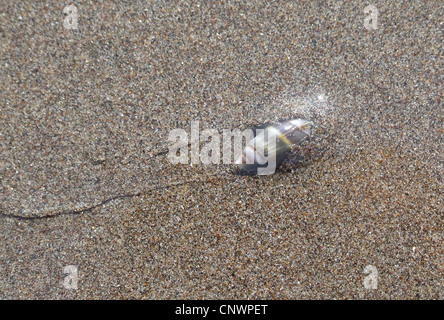 snail burrowing into the sand, Germany Stock Photo