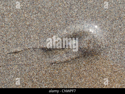 snail burrowing into the sand, Germany Stock Photo