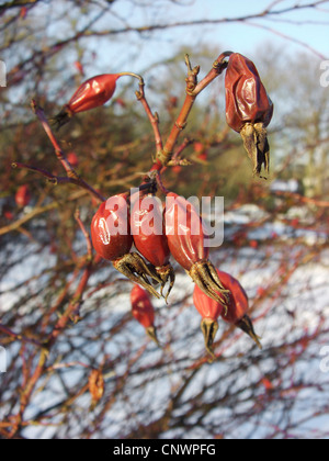 small-flower sweetbrier (Rosa micrantha), fruits in Winter Stock Photo