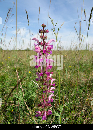 meadow clary, meadow sage (Salvia pratensis), with pink flowers, France, Alsace, NSG Bollenberg Stock Photo