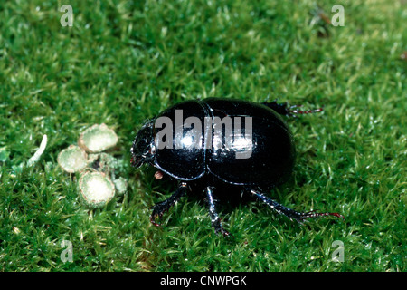 common dor beetle (Geotrupes stercorarius), sitting on moss