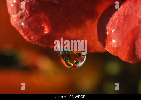Cape Honeysuckle (Tecomaria capensis, Tecoma capensis), raindrop hanging at a petal Stock Photo
