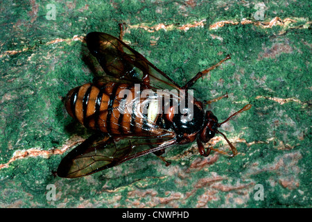 birch sawfly (Cimbex femoratus), sitting on bark Stock Photo