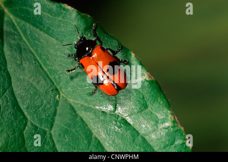 Leaf beetle (Clytra laeviuscula), sitting on a leaf Stock Photo