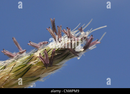 meadow foxtail grass (Alopecurus pratensis), blooming, Germany Stock Photo