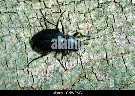 leatherback ground beetle (Carabus coriaceus), on bark, Germany Stock Photo
