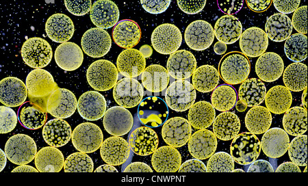 Large, single-celled algae cells of the genus Halaosphaera, (probably H ...