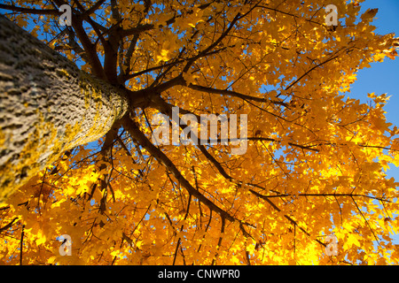 Norway maple (Acer platanoides), view from below into the tree top, Germany, Bavaria Stock Photo