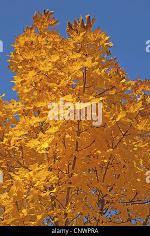 Norway maple (Acer platanoides), golden coloured tree top in autumn, Germany, Bavaria Stock Photo
