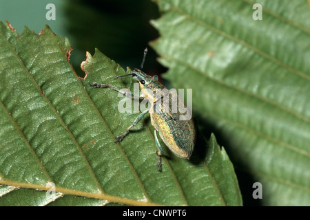 Chlorophanus viridis (Chlorophanus viridis), sitting on a leaf, Germany Stock Photo