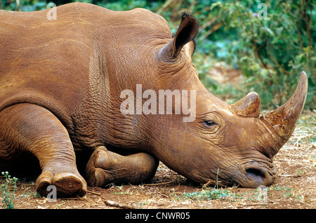 white rhinoceros, square-lipped rhinoceros, grass rhinoceros (Ceratotherium simum), lying sleepy on the ground, Kenya Stock Photo