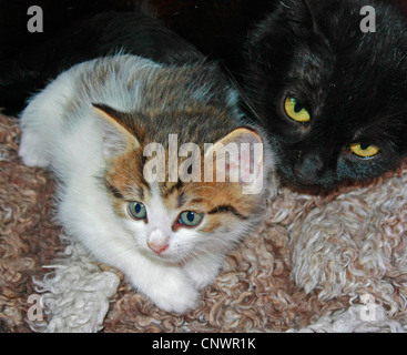 domestic cat, house cat (Felis silvestris f. catus), young black cat and brindled kitten lying together on a carpet, Germany Stock Photo