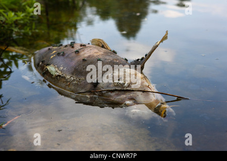 dead fish inn the water of Lake Benningen, Benninger See, Germany, Baden-Wuerttemberg, Benningen Stock Photo