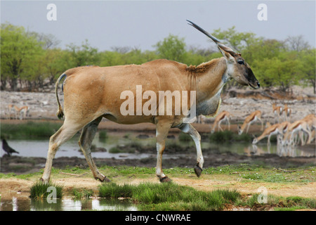 Common eland, Southern Eland (Taurotragus oryx, Tragelaphus oryx), walking at a waterhole Stock Photo