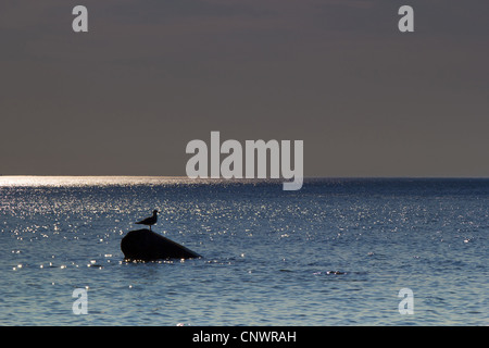 lonesome sea gull on a coastal rock , Germany, Mecklenburg-Western Pomerania, Hiddensee Stock Photo