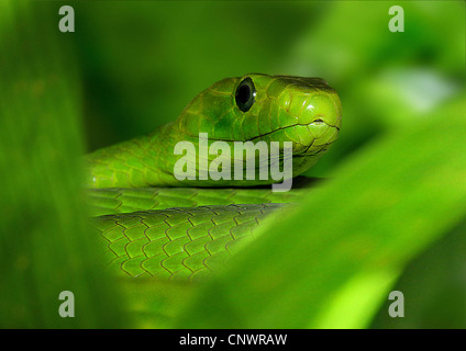 eastern green mamba, common mamba (Dendroaspis angusticeps), portrait, East Afrika Stock Photo