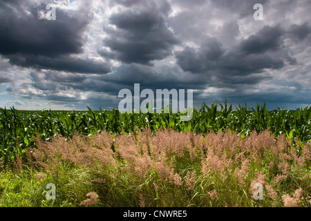 reed grass, common reed (Phragmites communis, Phragmites australis), reed grass at a cornfield border under thunderclouds, Germany, Brandenburg, Vogtlaendische Schweiz Stock Photo