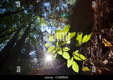 common beech (Fagus sylvatica), branch with leaves in backlight, Germany, Brandenburg Stock Photo